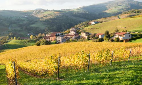 Paysage 1 vignes collines