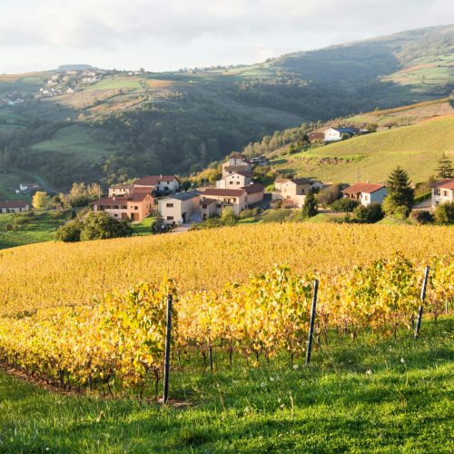 Paysage 1 vignes collines